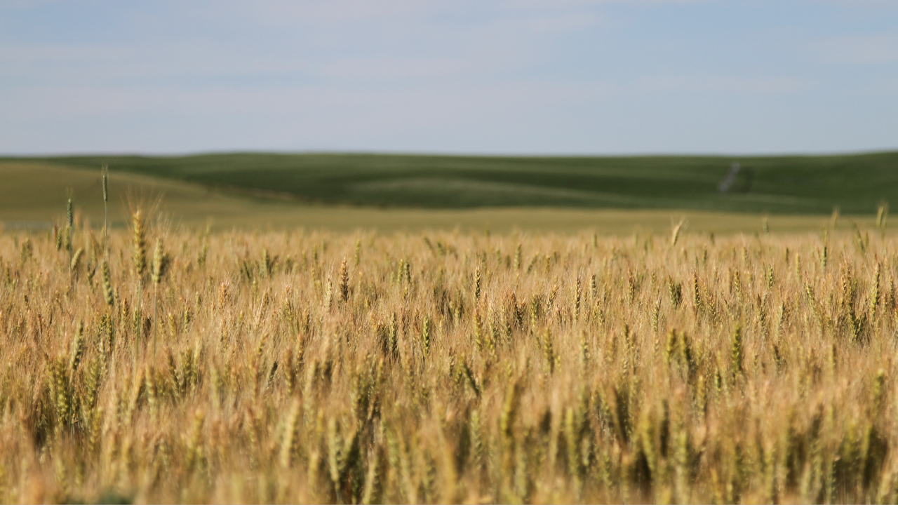 Poland, Hungary, and Slovakia advocate for extending the grain embargo on Ukraine